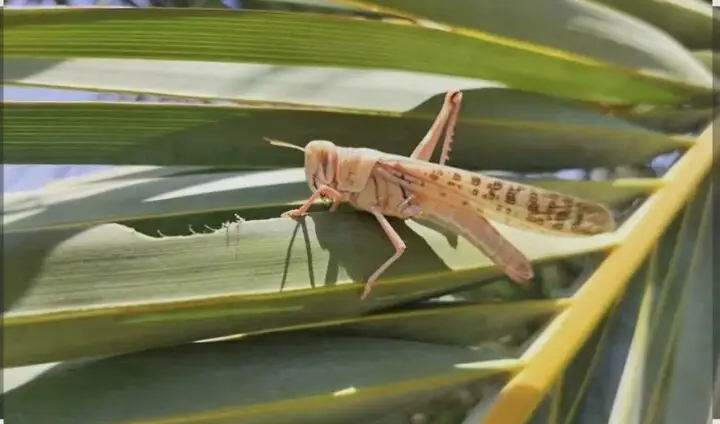 رزمایش ویژه مقابله با هجوم ملخ‌های صحرایی در بوشهر آغاز شد!