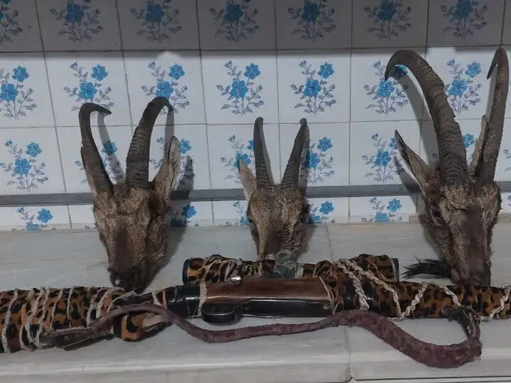 شکارچیان متخلف در اردکان زیر ذره‌بین؛ دستگیری در کوه‌های برفی درند