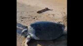 نجات معجزه‌آسای لاک‌پشت غول‌پیکر در سواحل بوشهر که همه را شگفت‌زده کرد!