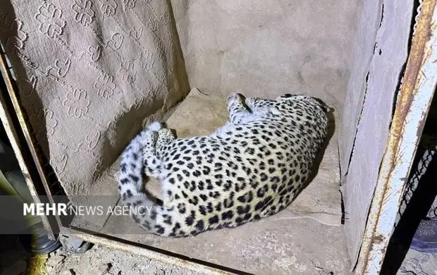 زنده‌گیری پلنگ نر ۶ ساله در قلب شهمیرزاد؛ ماجرایی که همه را شوکه کرد!