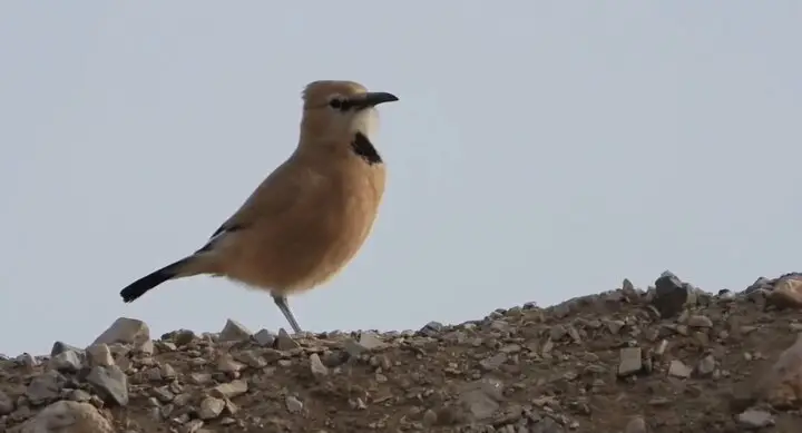 تصویری نادر از زاغ‌بور، پرنده منحصر به‌فرد ایران در دل توران شاهرود!