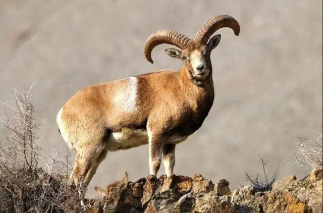 سرشماری پستانداران شاهزاده ابراهیم-تنگ باهوش؛ گامی مهم برای حفظ تنوع زیستی