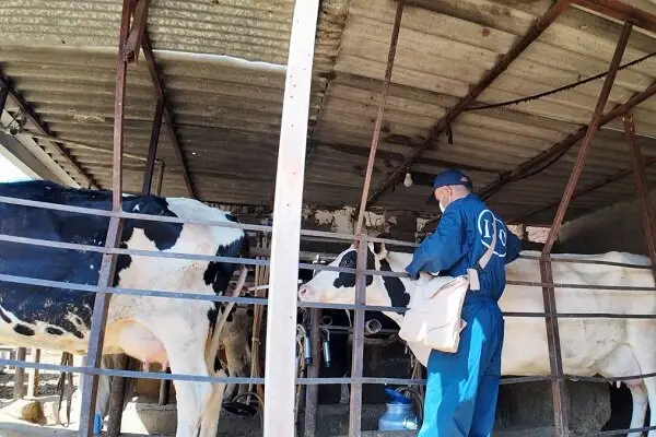 واکسن لمپی‌اسکین چگونه ۴۷ هزار رأس دام سنگین را نجات داد؟