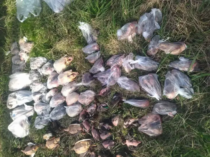 لاشه ۹۴ پرنده مهاجر از منزل مسکونی در فریدونکنار کشف شد