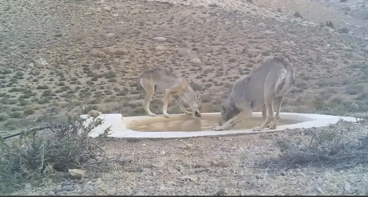 ۴ قلاده گرگ خاکستری میهمانان پارک ملی صیدوا