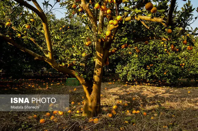زنجان چگونه با ارقام کم‌آب‌بر، باغاتش را نجات می‌دهد؟