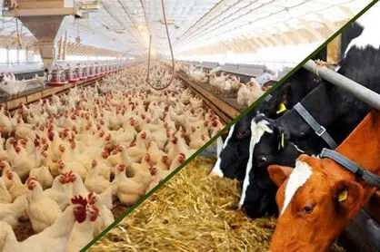 «کمبود نهاده» یا « ضعف مدیریت»؛ ریشه گرانی لبنیات و گوشت کجاست؟