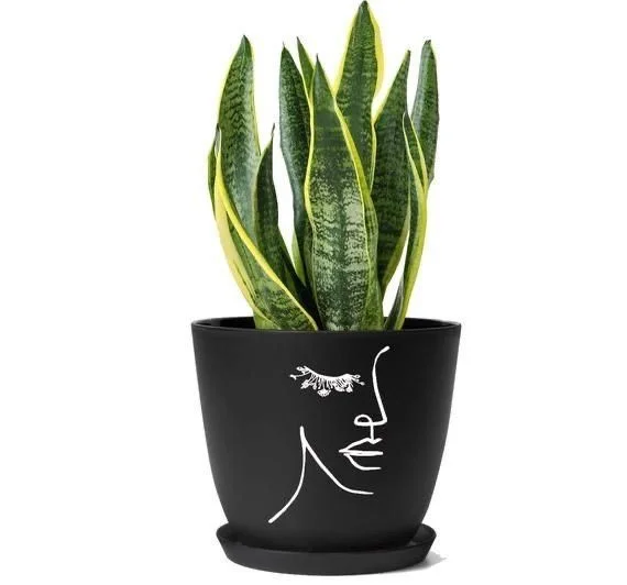 نقاشی گلدان