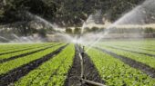 بیش از ۹۰ درصد آب کشاورزی ایران از آبیاری تامین می‌شود