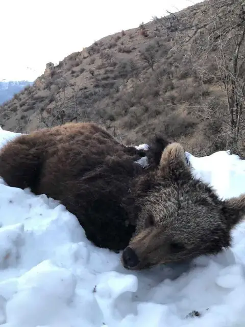 ضیافت پایانی پاییز در هیرکانی/ خرس‌ها پیش از خواب زمستانی چه می‌کنند؟