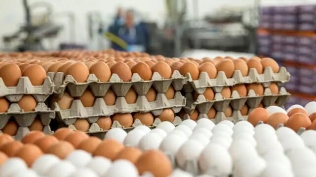 قیمت تخم‌مرغ در بازار؛ راز پشت نوسان عجیب و گرانی بی‌سابقه چیست؟