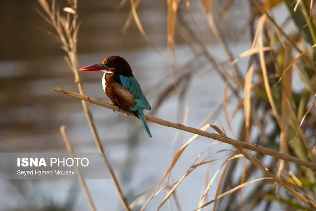 تشدید گشت‌های حفاظتی هورالعظیم در فصل مهاجرت پرندگان؛ کشف ۱۳ محمیه غیرمجاز و دستگیری شکارچی متخلف
