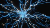 هورمون استرس چگونه به بازسازی مغز و ترمیم ارتباطات عصبی کمک می‌کند؟