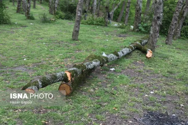 بازداشت متخلف قطع غیرمجاز درختان در قلب منطقه حفاظت شده سرخ‌آباد