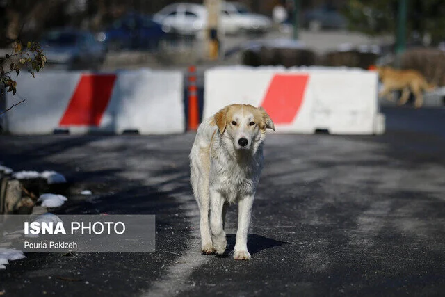 هشدار جدی دامپزشکی زنجان درباره هاری؛ چرا باید مراقب این بیماری کشنده باشید؟