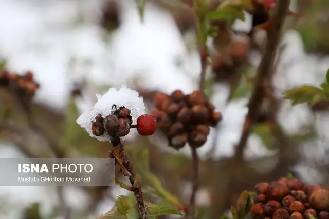 بارش برف و باران در قزوین از چهارشنبه؛ هوای سرد همچنان می‌ماند!