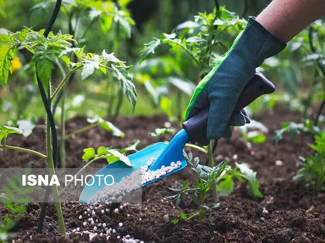 رکوردشکنی در توزیع کود اوره یارانه‌ای در قم؛ افزایش ۵۰ درصدی که کشاورزان را شگفت‌زده کرد!