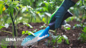 توزیع بی‌سابقه ۹۶ هزار تُن کود یارانه‌ای در همدان؛ کشاورزان خوشحال از کاهش هزینه‌ها