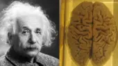 راز دزدیده شدن مغز انیشتین؛ داستانی عجیب و پرحاشیه که نمی‌دانستید!