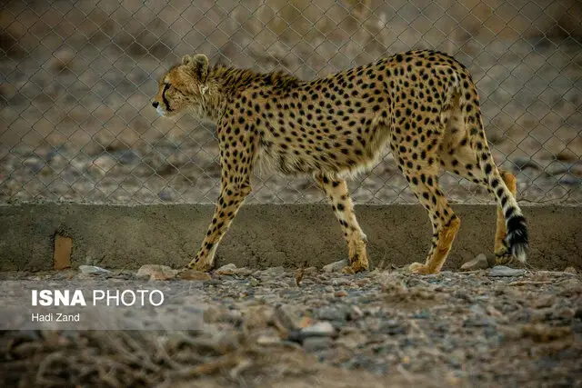 چرا تصادف جاده‌ای قاتل خاموش یوزپلنگ‌های نادر میاندشت است؟