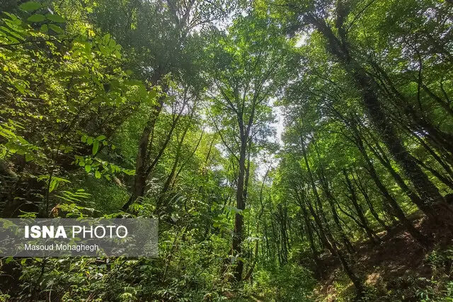استاد دانشگاه: آتش هیرکانی، سوختن آینده ایران است