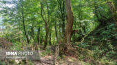 کمیسیون کشاورزی: ۱۰ هکتار از پوشش گیاهی جنگل‌های هیرکانی سوخته و تخریب شده است