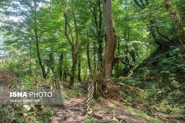 کمیسیون کشاورزی: ۱۰ هکتار از پوشش گیاهی جنگل‌های هیرکانی سوخته و تخریب شده است