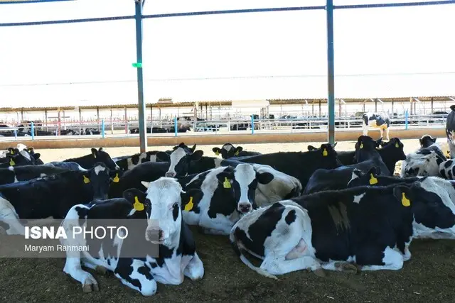 «کمبود نهاده» یا « ضعف مدیریت»؛ ریشه گرانی لبنیات و گوشت کجاست؟