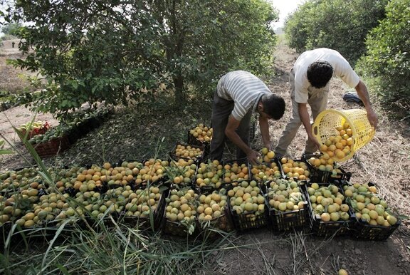 استقبال مردم از تاسیس تعاونیهای تولیدی/استفاده از ظرفیت تعاونیها در تامین گوشت و مرغ