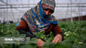 ۴۰ هکتار گلخانه غیرفعال در خراسان شمالی؛ پشت پرده توقف کشاورزی مدرن چیست؟