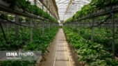 ۲.۵ هکتار به مساحت گلخانه‌های بجنورد افزوده شد
