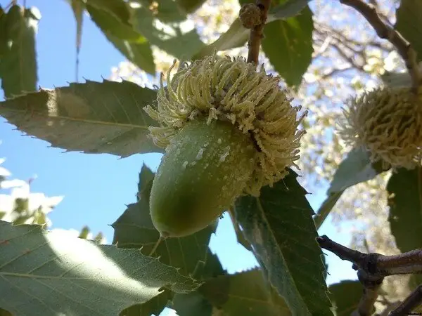 توقیف عجیب کامیون حامل ۳ تن بذر بلوط قاچاق در خرم‌آباد!