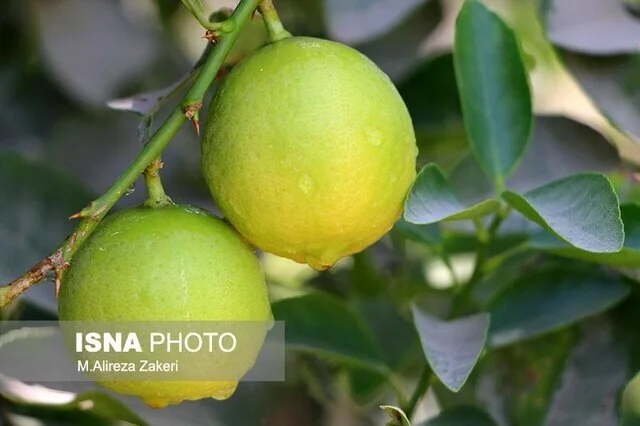 پیش‌بینی تولید ۲۰۰۰ تن لیموشیرین در کرمانشاه