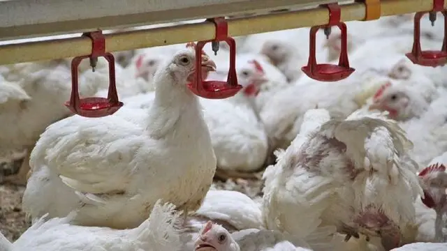 رشد چشمگیر جوجه‌ریزی در لرستان؛ تولید گوشت مرغ بی‌وقفه ادامه دارد!