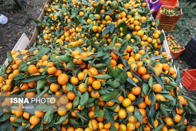 آغاز برداشت مرکبات در شهرستان بم/ پیش‌بینی برداشت ۱۶ هزار تن محصول