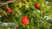 کاهش ۴۰ درصدی تولید انار خراسان جنوبی؛ آیا اصلاح الگوی کشت راه نجات است؟
