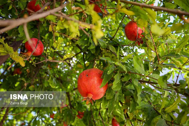 کاهش ۴۰ درصدی تولید انار خراسان جنوبی؛ آیا اصلاح الگوی کشت راه نجات است؟