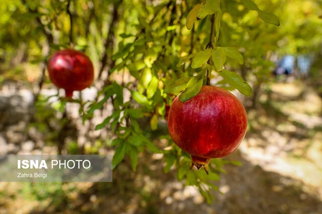 مهار حیرت‌انگیز مگس مدیترانه‌ای در اردکان؛ انار ارگانیک با خسارت کمتر از ۱۰ درصد حفظ شد!