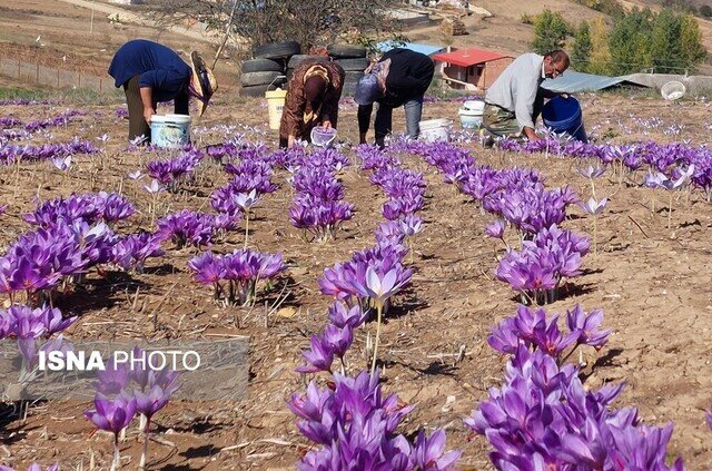 چرا زعفران، ناجی کشاورزان آذربایجان‌غربی در بحران کم‌آبی شده است؟