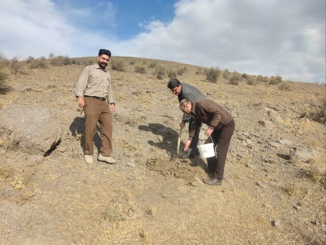 کشت بادامک و ارژن در ۲۰ هکتار از گردنه زاغه ملایر