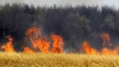 آتش زدن محصول مزارع ؛ عامل پنهان آلودگی هوای شهرهای شمالی