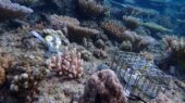 فناوری رباتیک چگونه مرجان‌های دریایی را نجات می‌دهد؟ آزمایشی شگفت‌انگیز در استرالیا