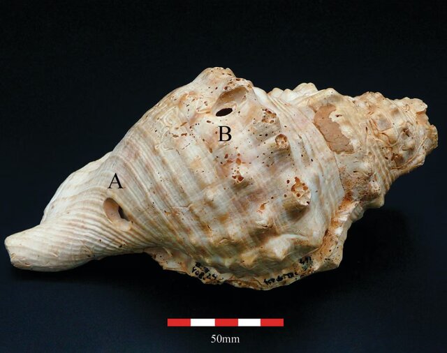 با صدف موسیقی می‌نواختند