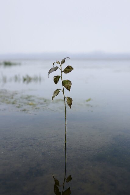 جمع‌آوری نهال‌های صنوبر خودرو در تالاب انزلی