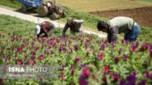 کشت بی‌سابقه ۴۶۰ هکتار گیاه دارویی در مزارع آبی خراسان شمالی؛ جهش تولید در راه است!