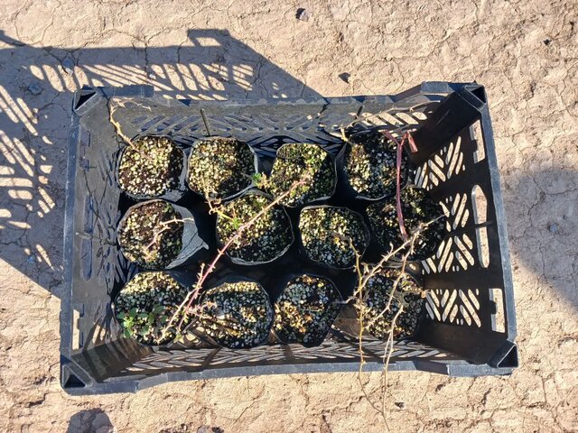 جنگ کاپاریس با کویر