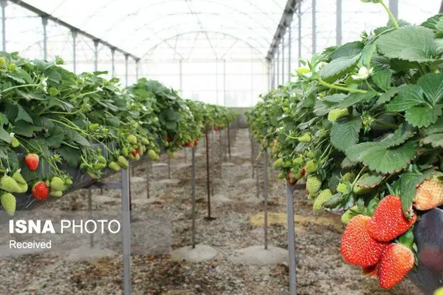 گلخانه‌های هوشمند؛ پیشران پایداری و صادرات محصولات کشاورزی زنجان