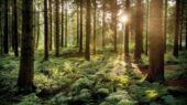 راز شگفت‌انگیز صحبت درخت‌ها زیر پوست زمین فاش شد!
