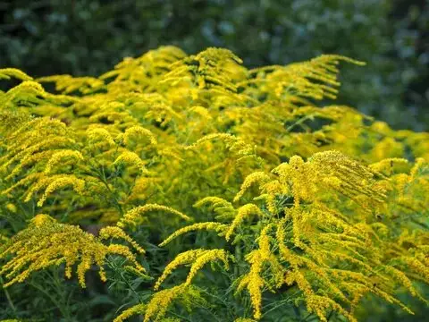 درخت‌ها چطور با هم صحبت می‌کنند؟