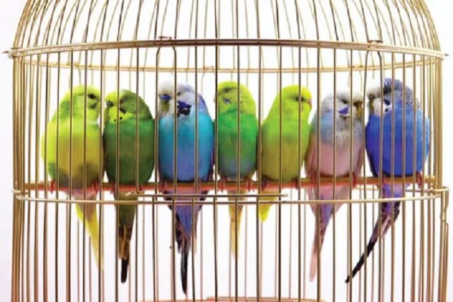 آلودگی کلامیدیا در پرندگان زینتی؛ تهدیدی خاموش که صاحبان را نگران کرد!